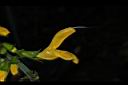 黃花鼠尾草-花13.JPG