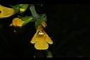 黃花鼠尾草-花14.JPG