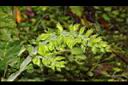 黃花鼠尾草-花序02.JPG