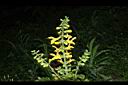 黃花鼠尾草-花序06.JPG