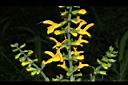 黃花鼠尾草-花序13.JPG