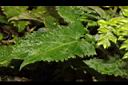 黃花鼠尾草-葉正04.JPG