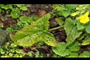 黃花鼠尾草-葉正05.JPG