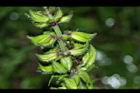 黃花鼠尾草-實04.JPG