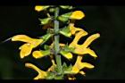 黃花鼠尾草-花02.JPG