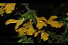 黃花鼠尾草-花03.JPG