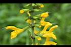 黃花鼠尾草-花04.JPG