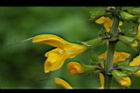 黃花鼠尾草-花07.JPG