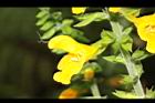 黃花鼠尾草-花08.JPG