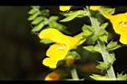 黃花鼠尾草-花09.JPG