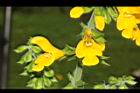 黃花鼠尾草-花10.JPG
