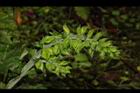 黃花鼠尾草-花序03.JPG