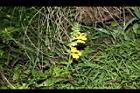 黃花鼠尾草-花序04.JPG