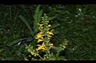 黃花鼠尾草-花序05.JPG