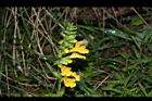 黃花鼠尾草-花序07.JPG