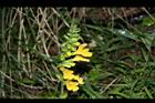 黃花鼠尾草-花序08.JPG