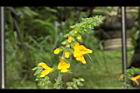 黃花鼠尾草-花序09.JPG