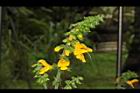 黃花鼠尾草-花序11.JPG