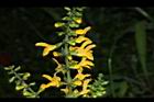 黃花鼠尾草-花序12.JPG
