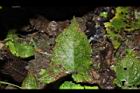 黃花鼠尾草-葉正01.JPG