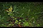 黃花鼠尾草01.JPG