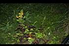 黃花鼠尾草02.JPG
