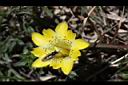 黃花龍膽-花05.JPG
