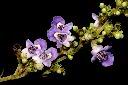 黃荊-花03.JPG