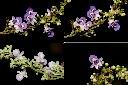 黃荊-花1.jpg