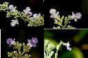 黃荊-花2.jpg
