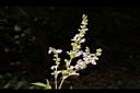 黃荊-花序04.JPG