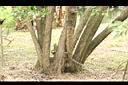 黃荊-莖00.JPG