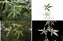 黃荊-葉1.jpg