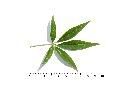 黃荊-葉正00.JPG