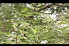 黃荊-實03.JPG