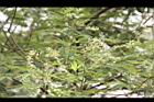 黃荊-實04.JPG