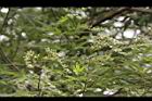 黃荊-實05.JPG