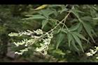 黃荊-實06.JPG