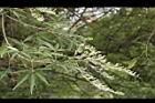 黃荊-實07.JPG