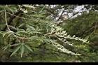 黃荊-實10.JPG