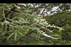 黃荊-實11.JPG