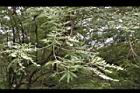 黃荊-實12.JPG