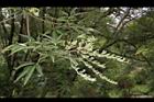 黃荊-實13.JPG