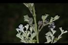 黃荊-實16.JPG