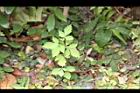 黃荊-幼株00.JPG