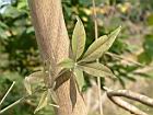 黃荊-枝02.JPG