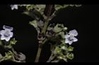 黃荊-花-實05.JPG