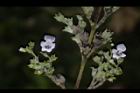 黃荊-花-實06.JPG