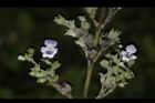 黃荊-花-實08.JPG