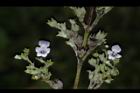 黃荊-花-實09.JPG